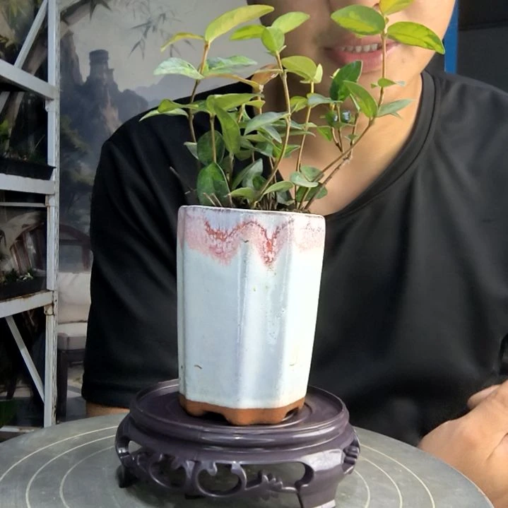 沈****️中青园艺一物一拍28
