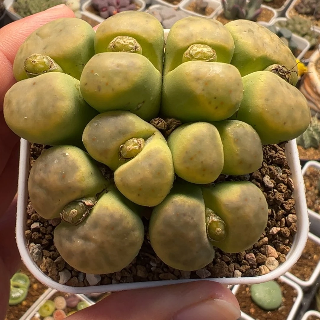 081多肉植物种类多样