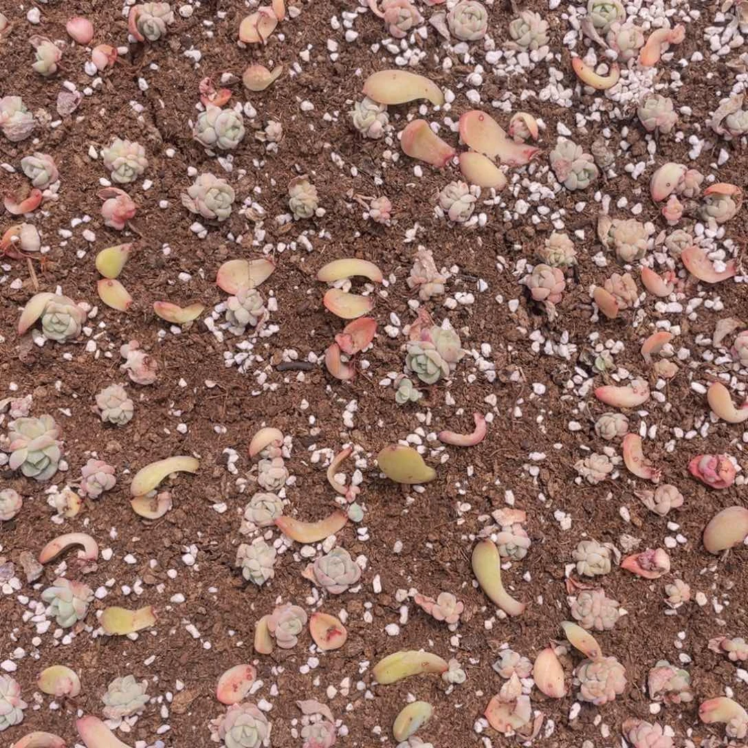 呀***！多肉植物多肉植物576