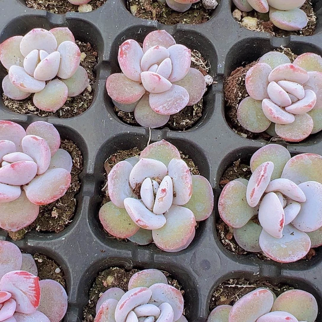 雪莲苗5颗19包邮多肉