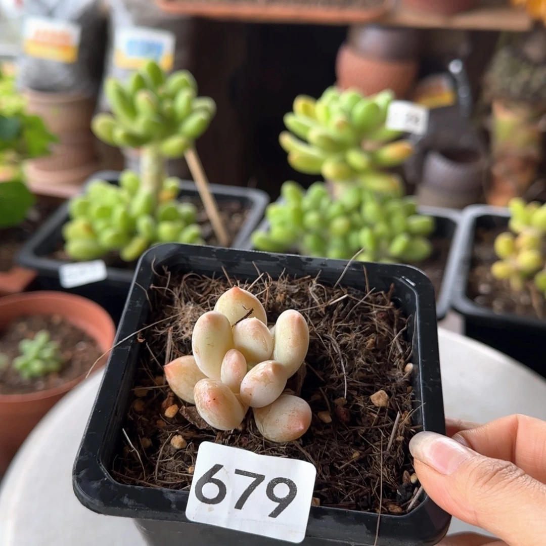 679号 一物一拍 一物一拍