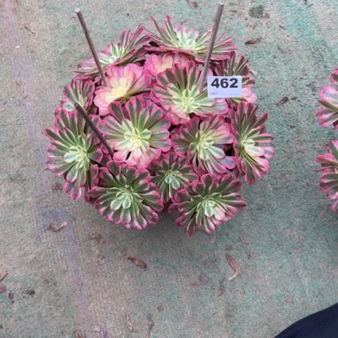 暖****462铜壶锦朵朵多肉，