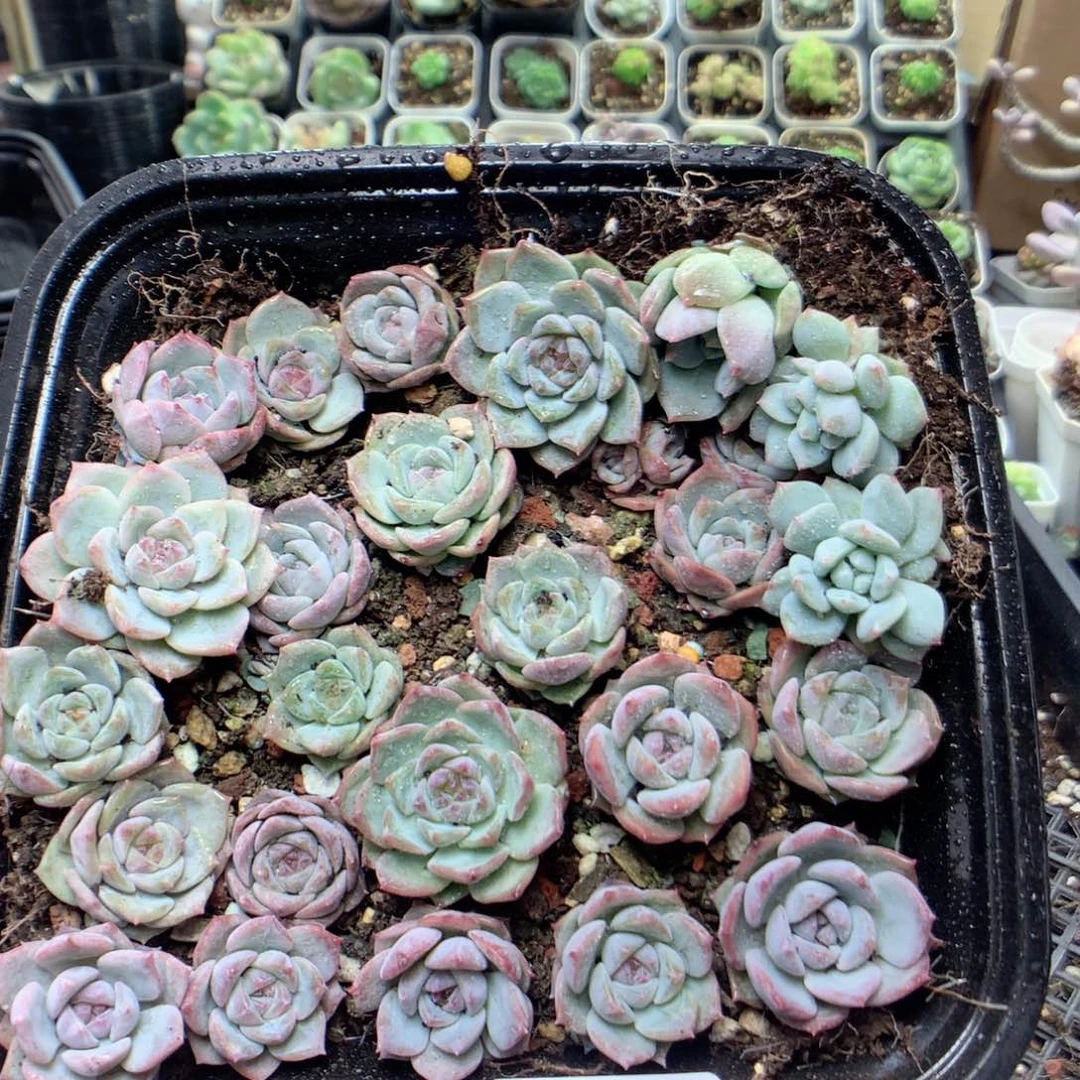无花朵S83英语英语英语