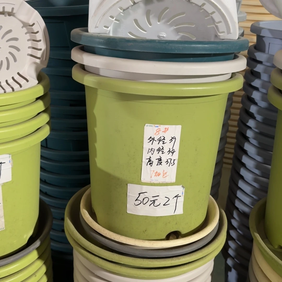 四季8#口径39无拖果绿3个