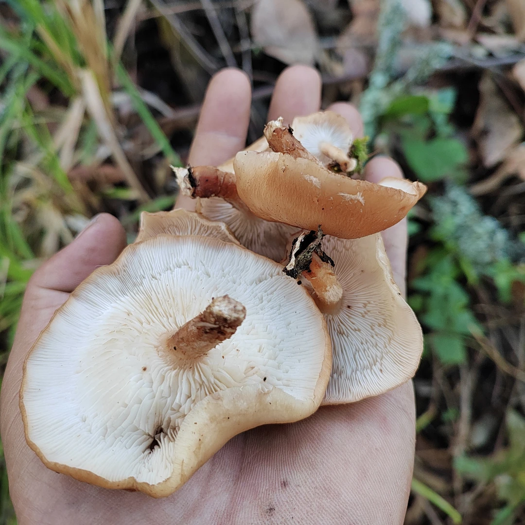 云南野生菌，野生香菇，云南菌子。一年一季的菌子。