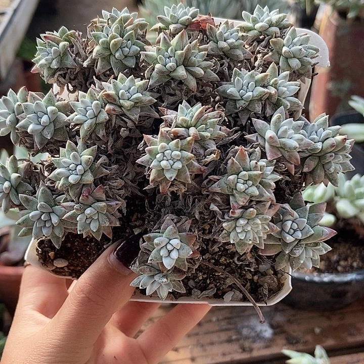 特价白菊一物一拍