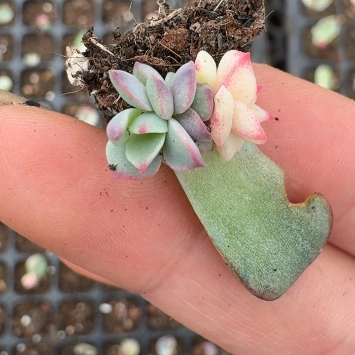 三文鱼锦一物一拍