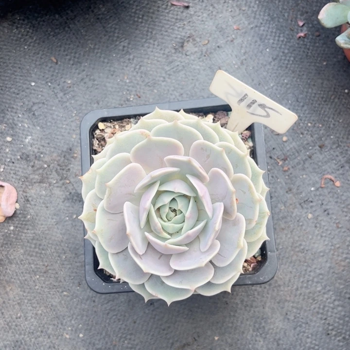 晨语多肉一物一拍115