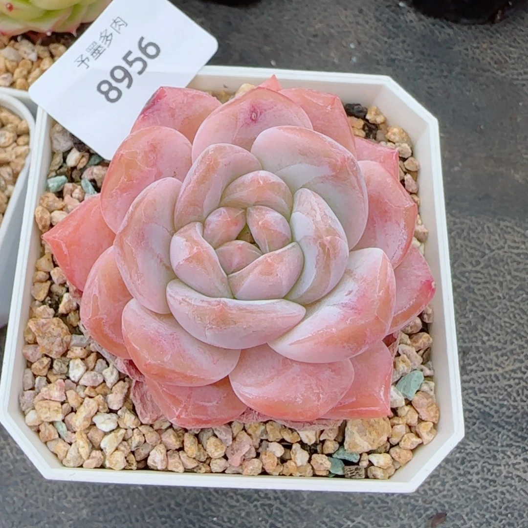 冰魄，8956多肉植物