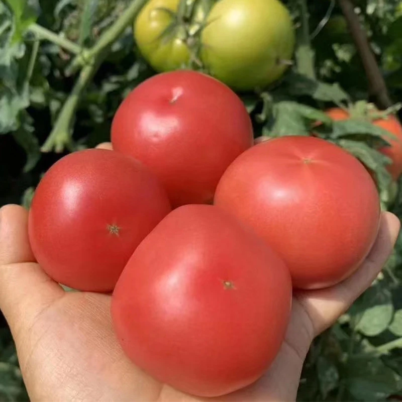 云南现收山货特产–––西红柿