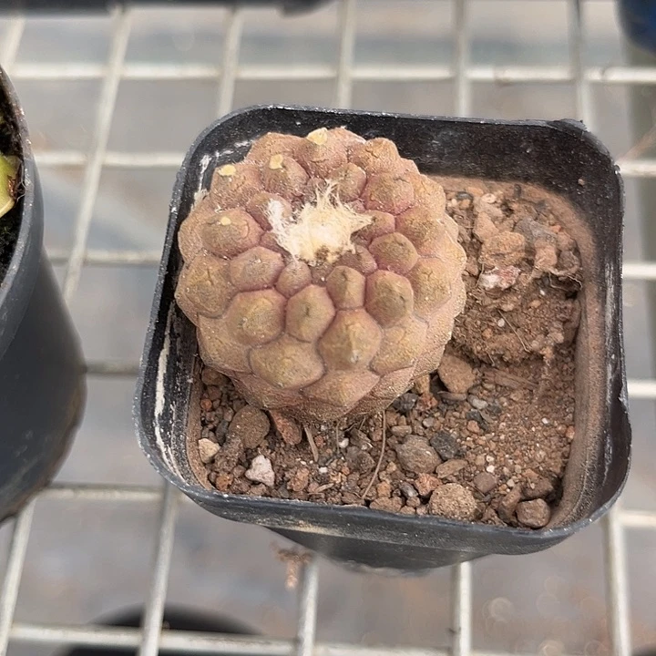 我也不知道我为什么会这么