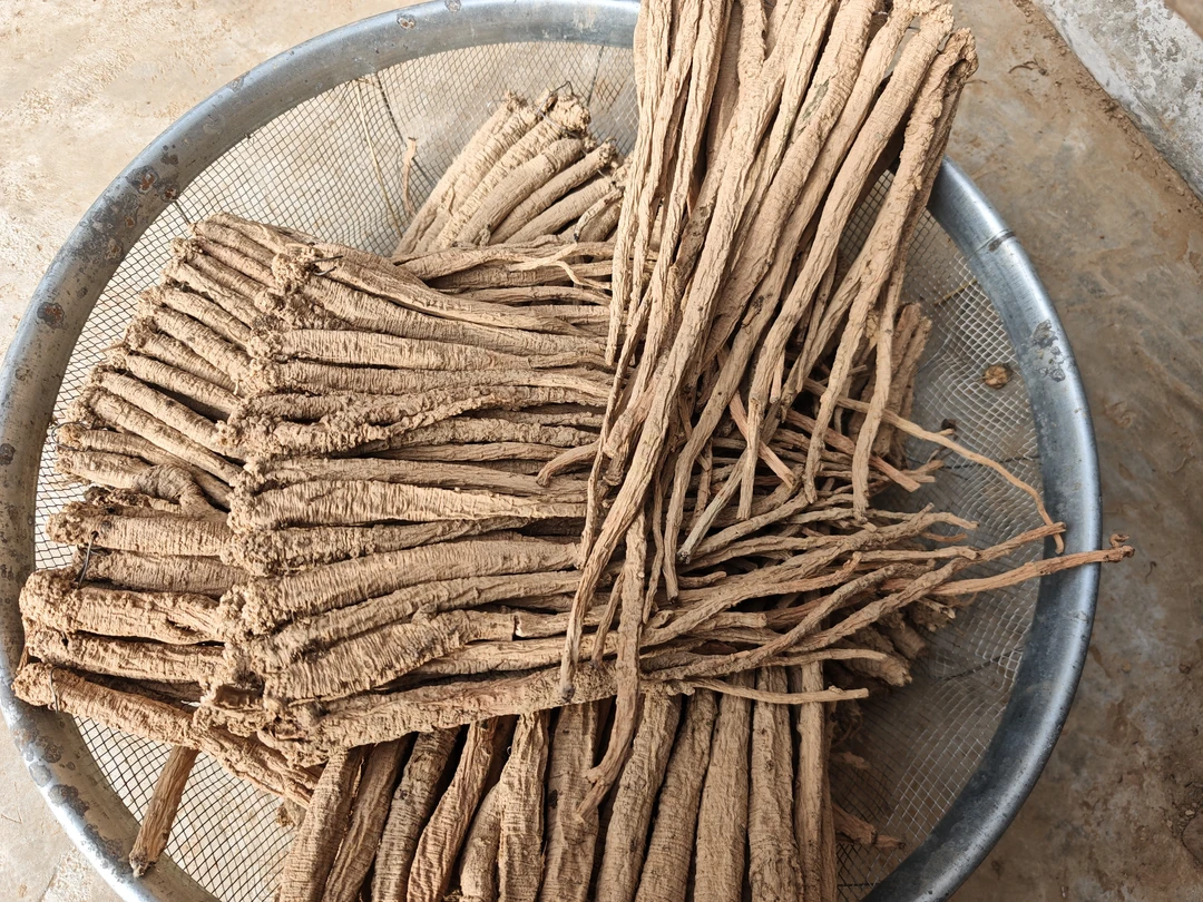 甘肃党参干货中条煲汤泡水滋补佳品产地直发支持试吃