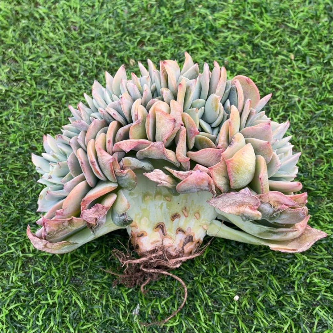 血凤缀化多肉植物