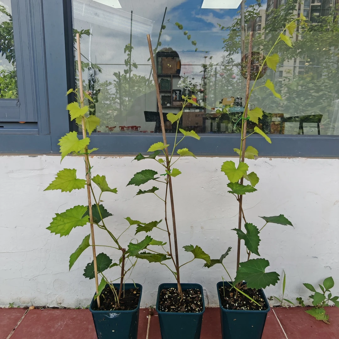 圆叶葡萄欧麦苗直播一物一拍