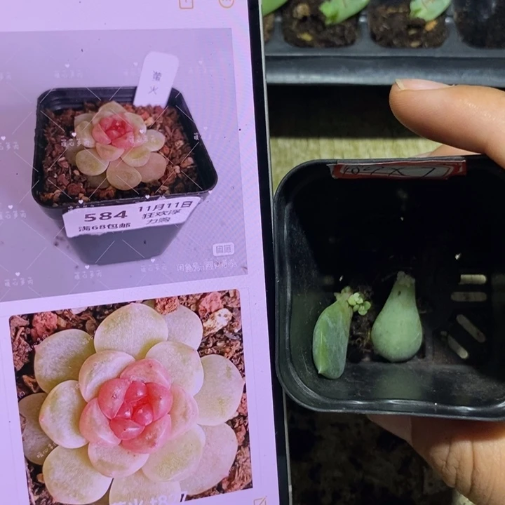 萤火827芽苗一个多肉