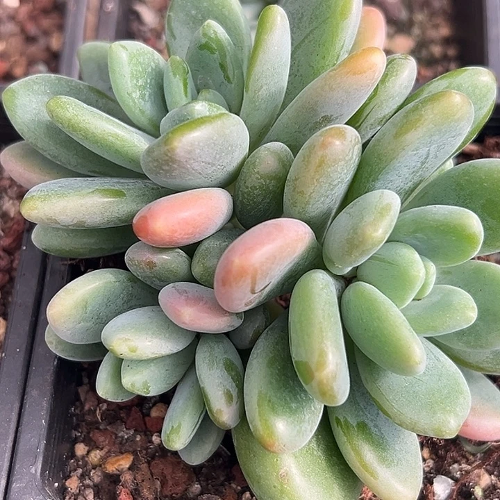 X系列美人群特价一物一拍