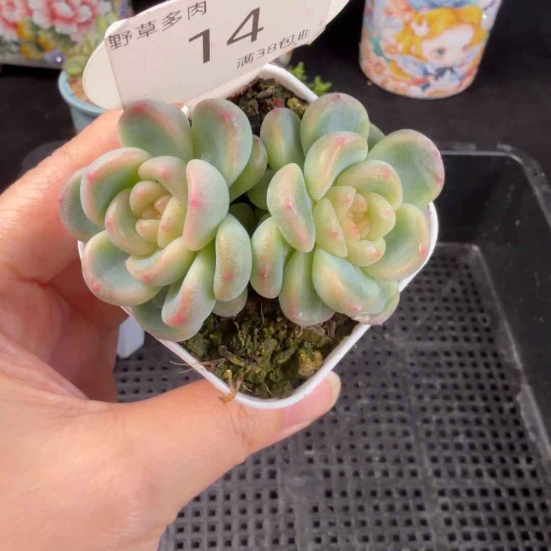 童话甜心双头福利14号