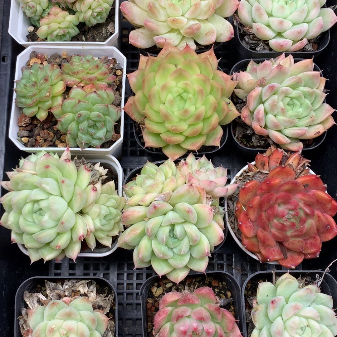 1111-108 套餐一组