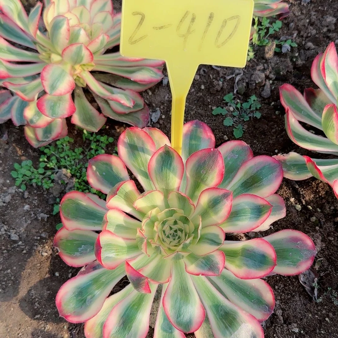 2-410---爱丽丝多头多肉