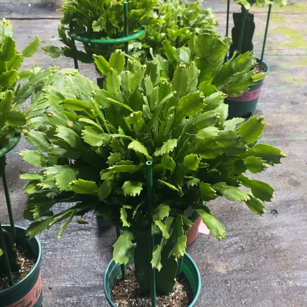 【闪购商品】完全开放068嫁接雅思