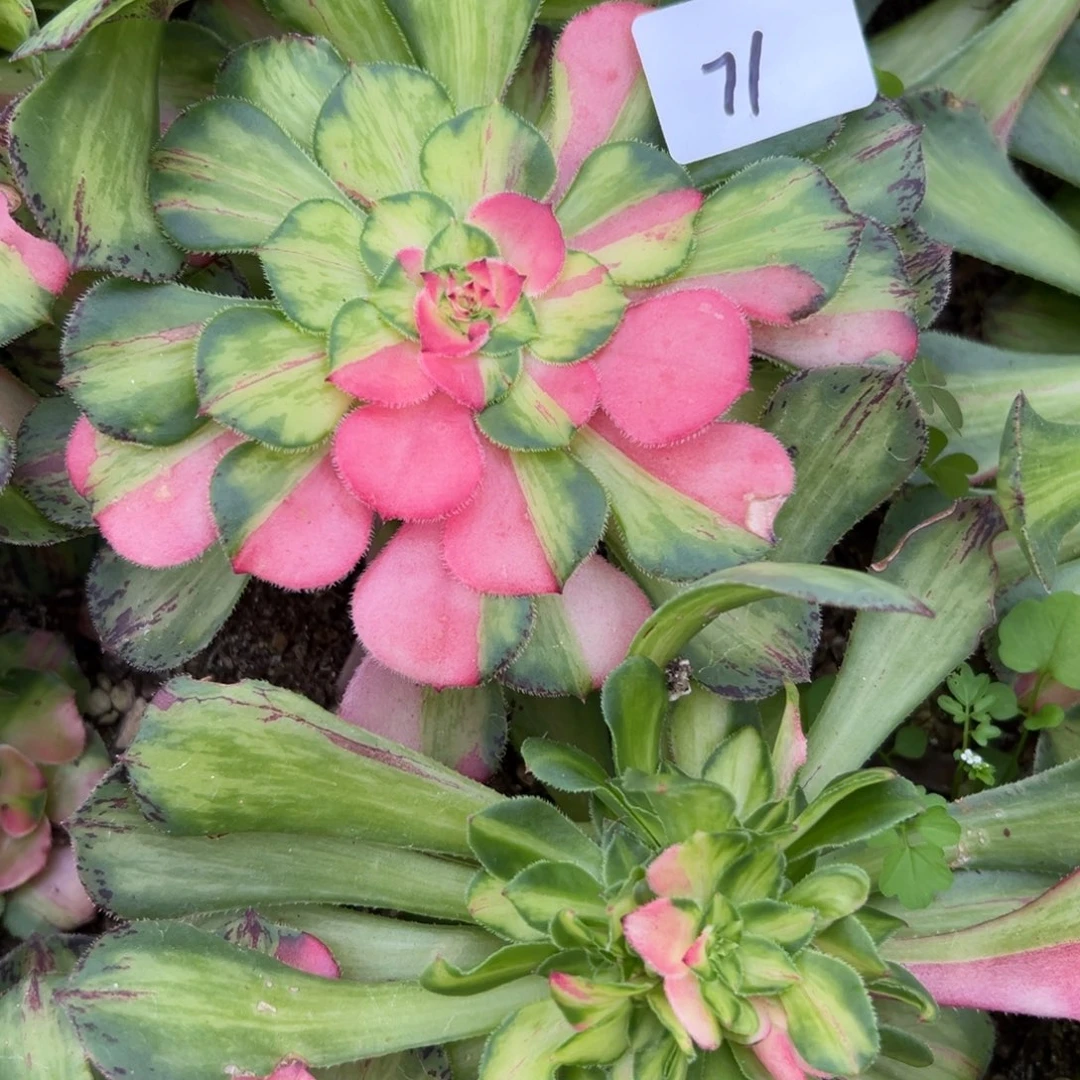 苏***舞71知否多肉植物系