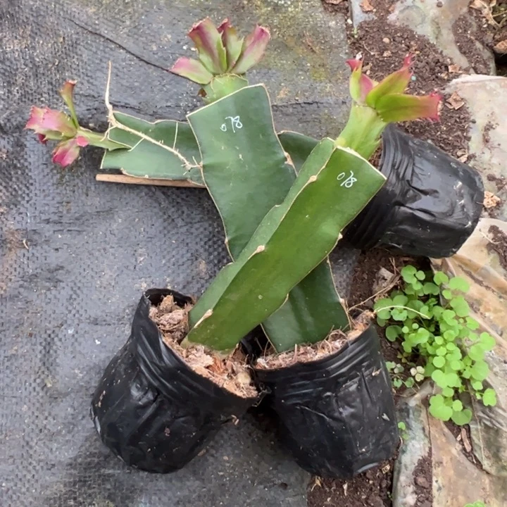 078嫁接小苗带盆发货一颗 20