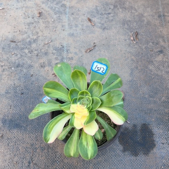 花脸君美丽1512法师多肉