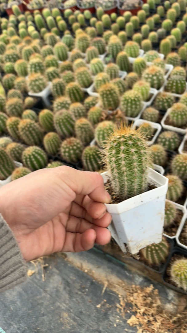 仙人球实生毛花柱50