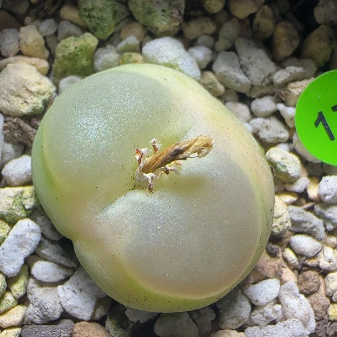 拉登2.5多肉植物177