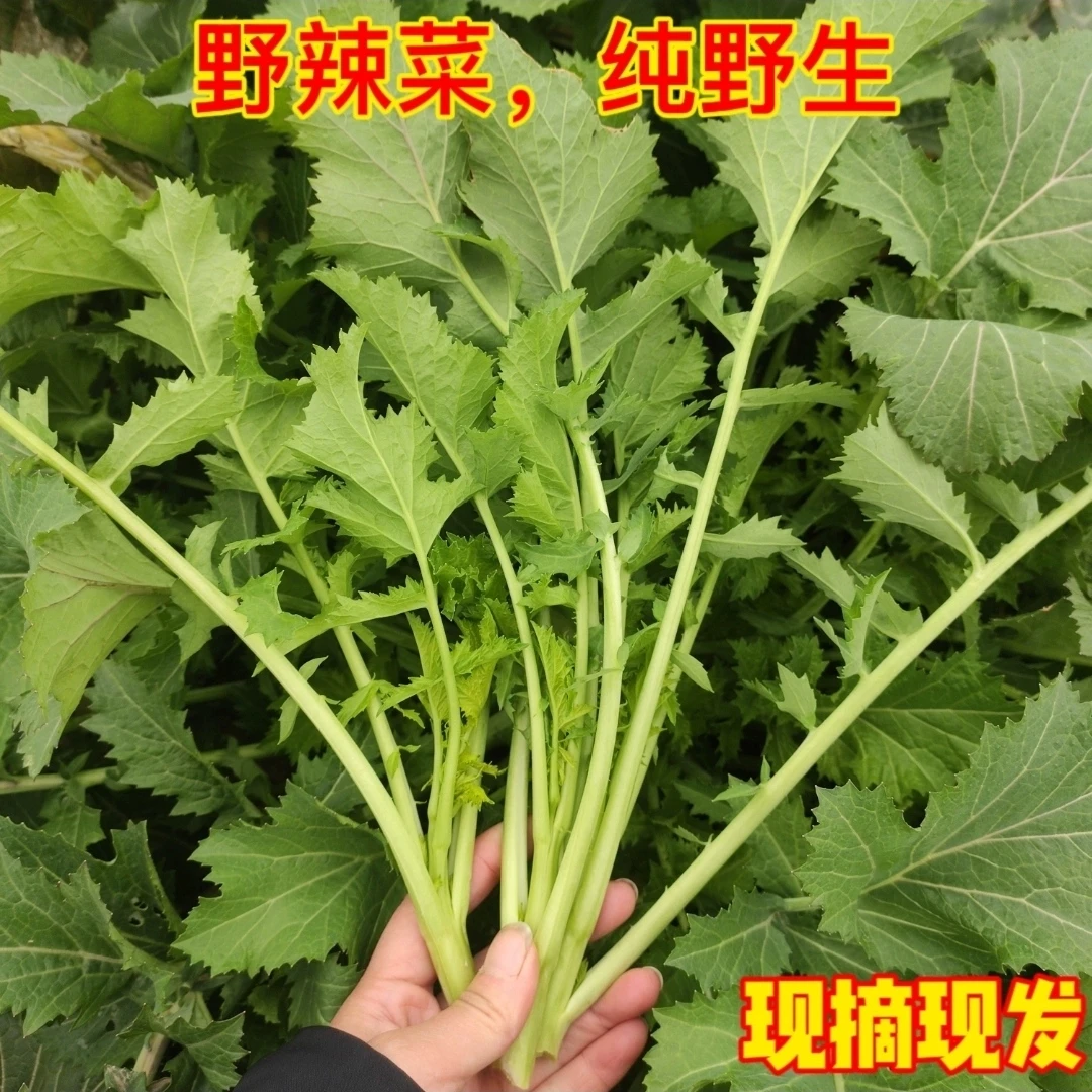 湖北农村野菜野腊菜冲菜野生腊菜苔辣菜油菜野蔬菜苦腊菜现摘现发