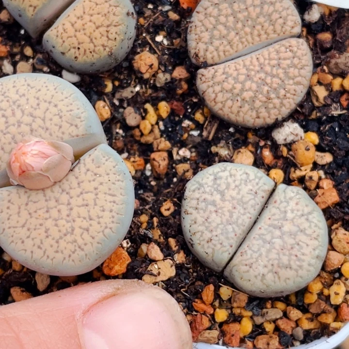 466血点潮贡母本l