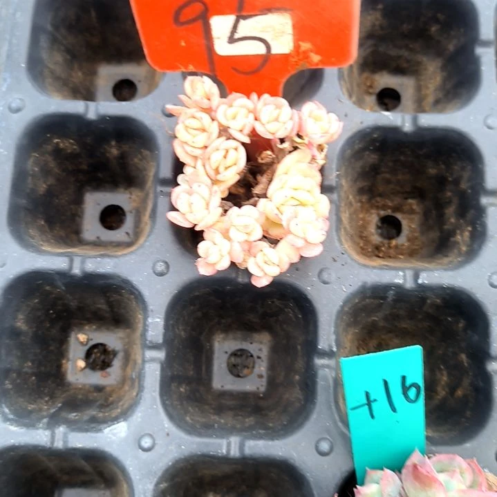 四*兽满9元包邮，，95号一物一拍