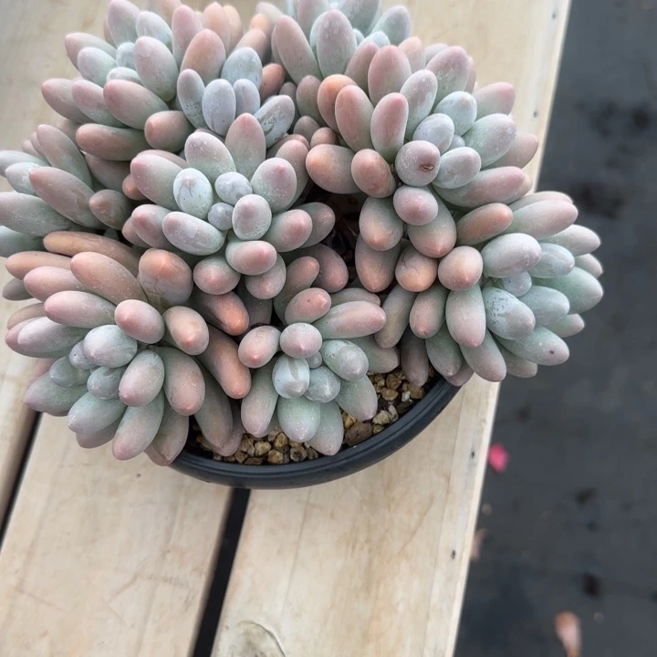 马***二多肉植物汤圆系列