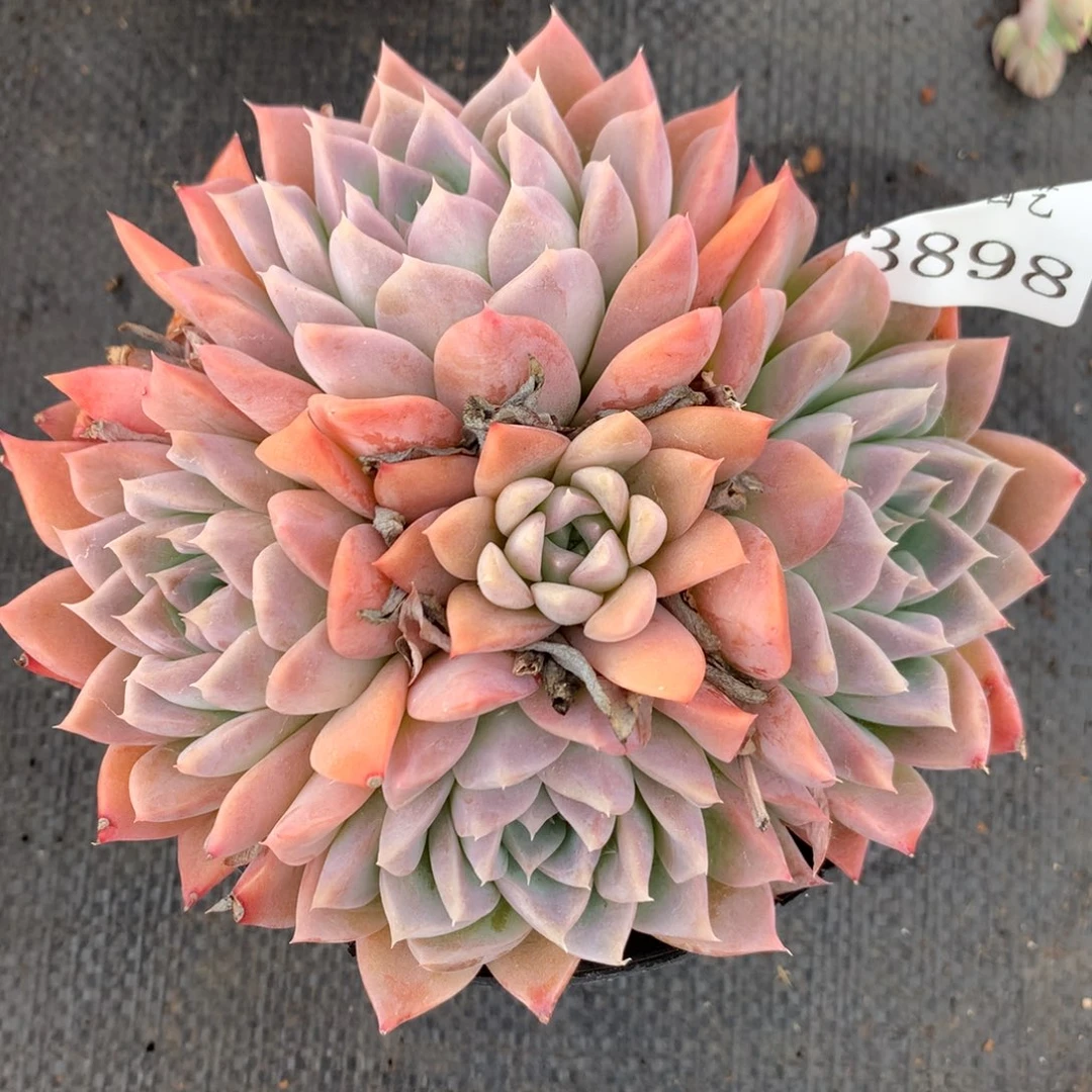 3898杂交多肉老桩