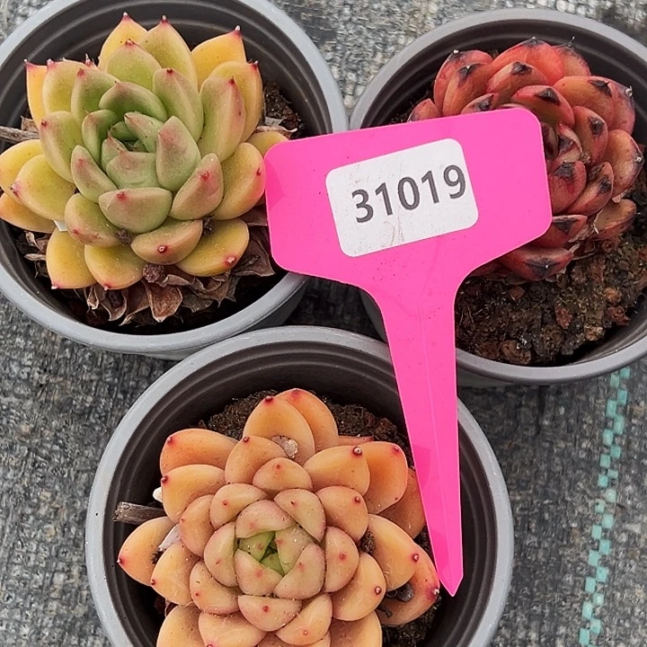 令***大框拍       31019号