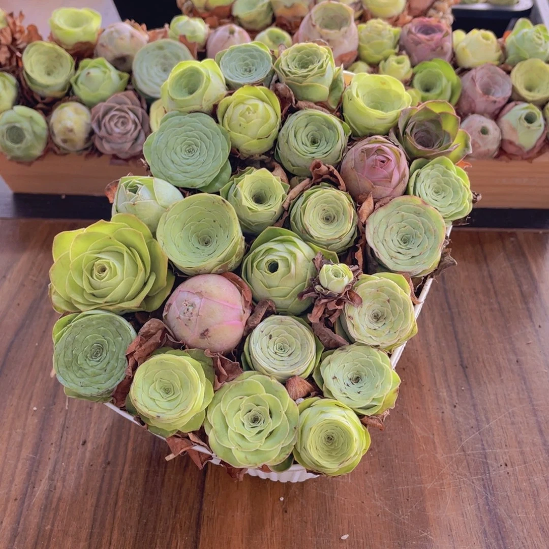 保底25颗以上量拍➕花篮88888