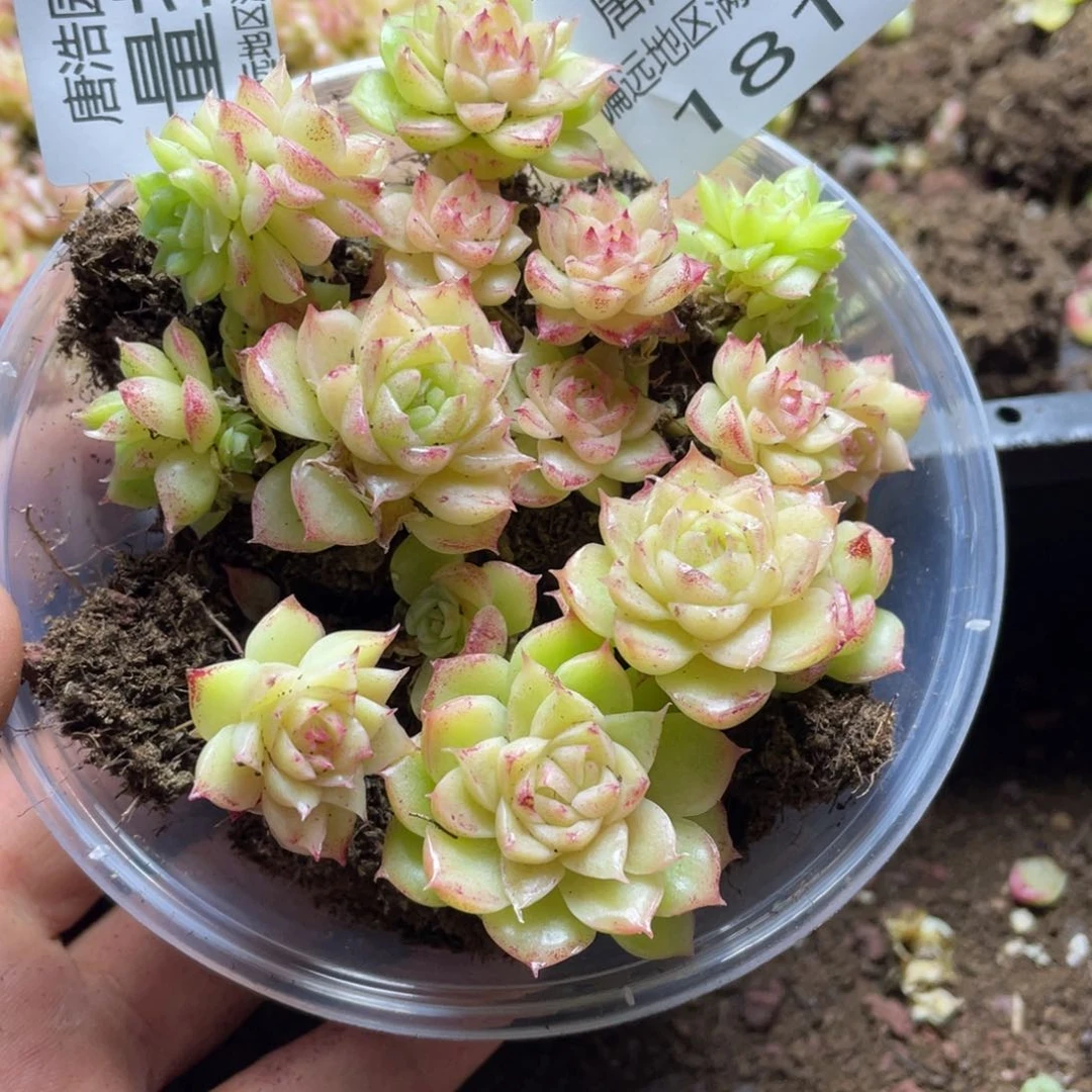 量拍麦秆一份一盒181