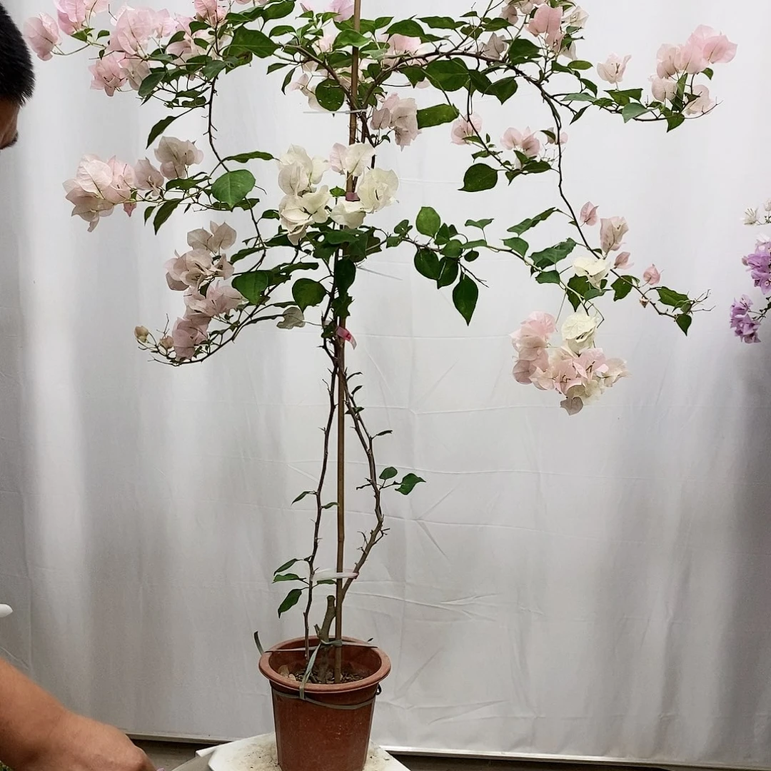 大部分花苞少量开放
