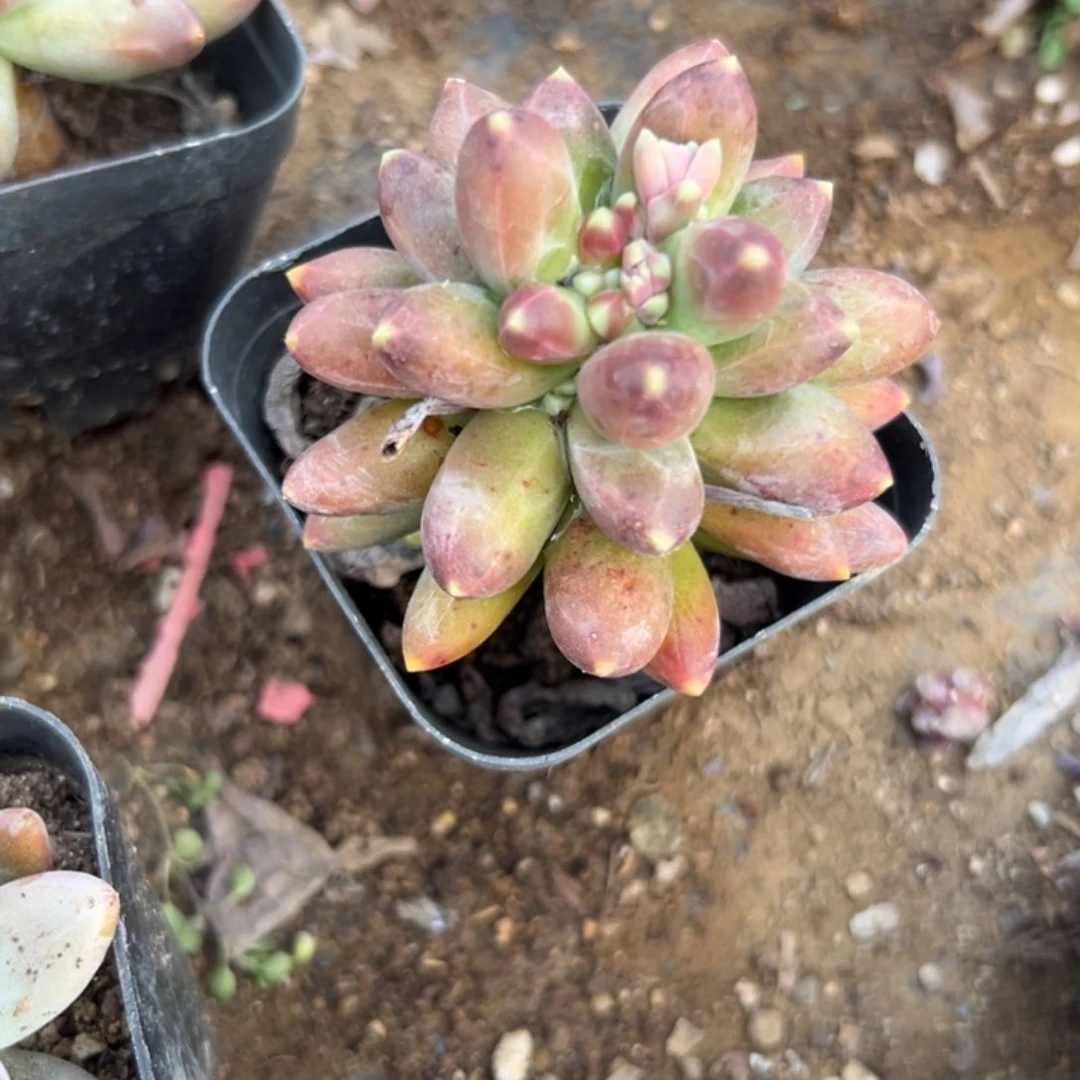 多肉植物千代田老庄