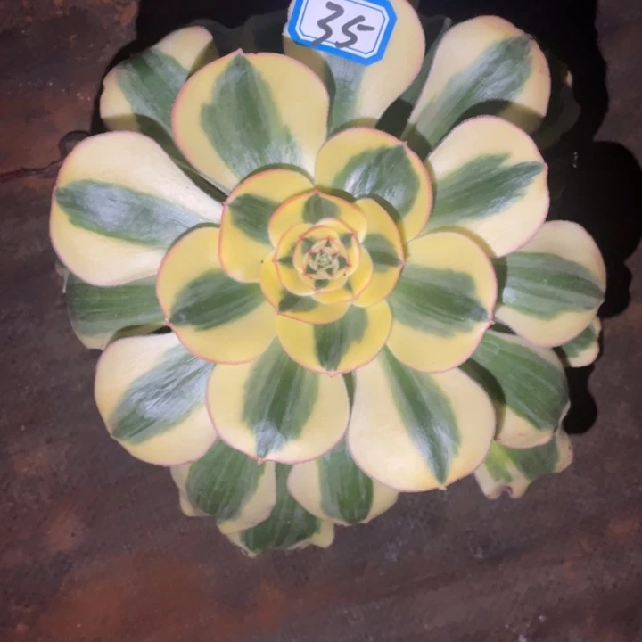 35王菲君美丽法师锦