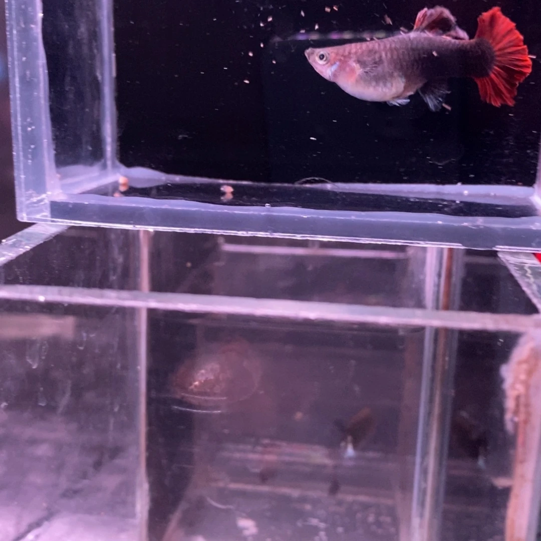孔雀鱼菊花帆一对
