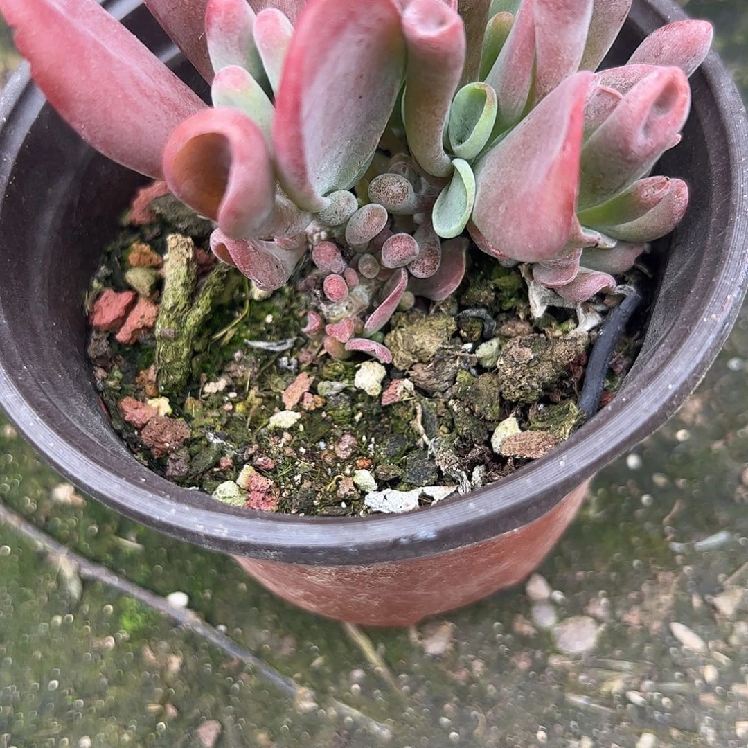 ****雨火狐狸脱土发货的