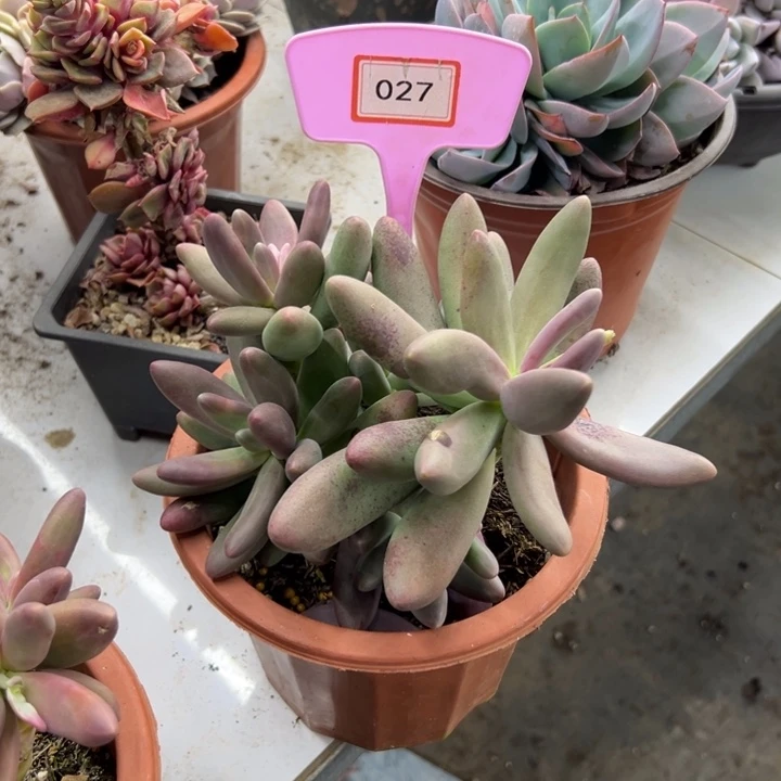 掂糖果没人多肉027