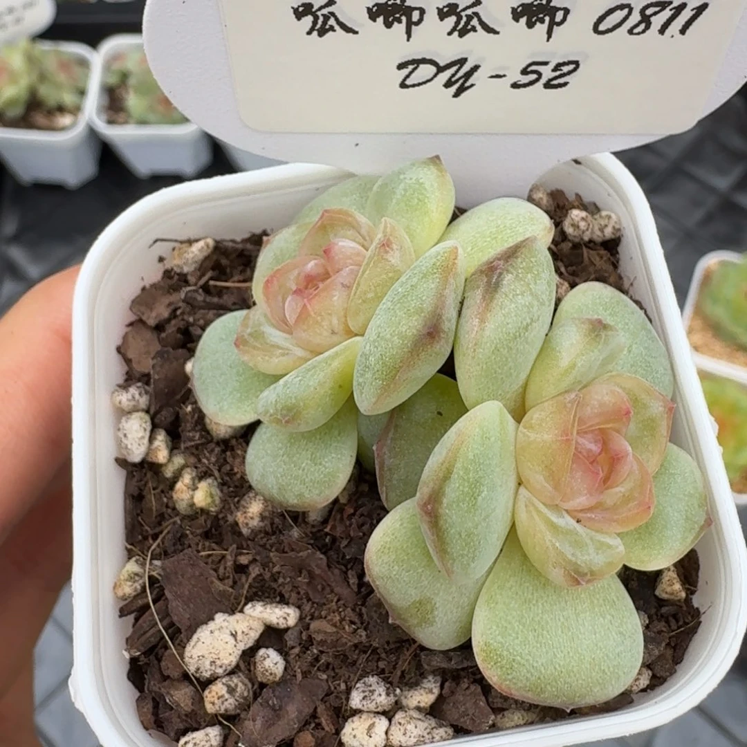 0811-52-牡丹双头一颗