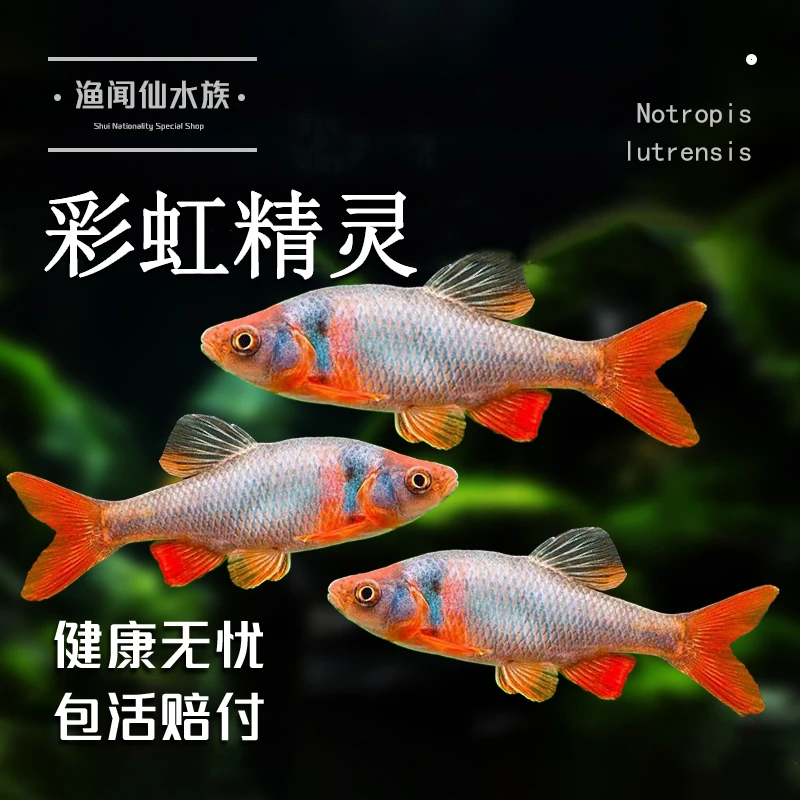 北美原生彩虹精灵鱼卢伦真鲤冷水观赏鱼耐寒好养淡水鱼