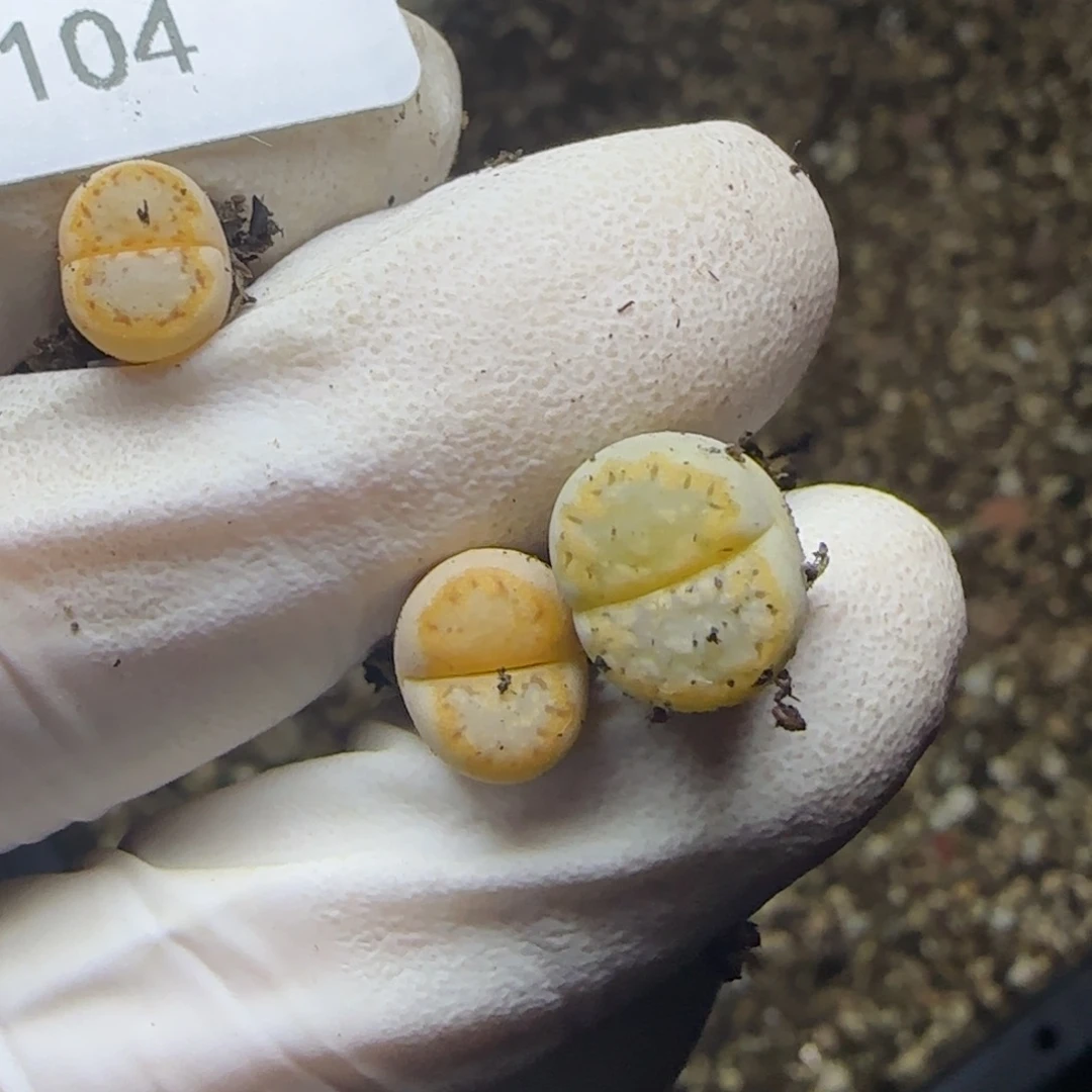 f***卷1104。默认脱土。18包邮。偏远88包邮