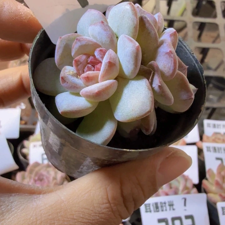 711.凄凄切切凄凄切切亲亲亲