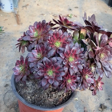 安娜多肉植物081