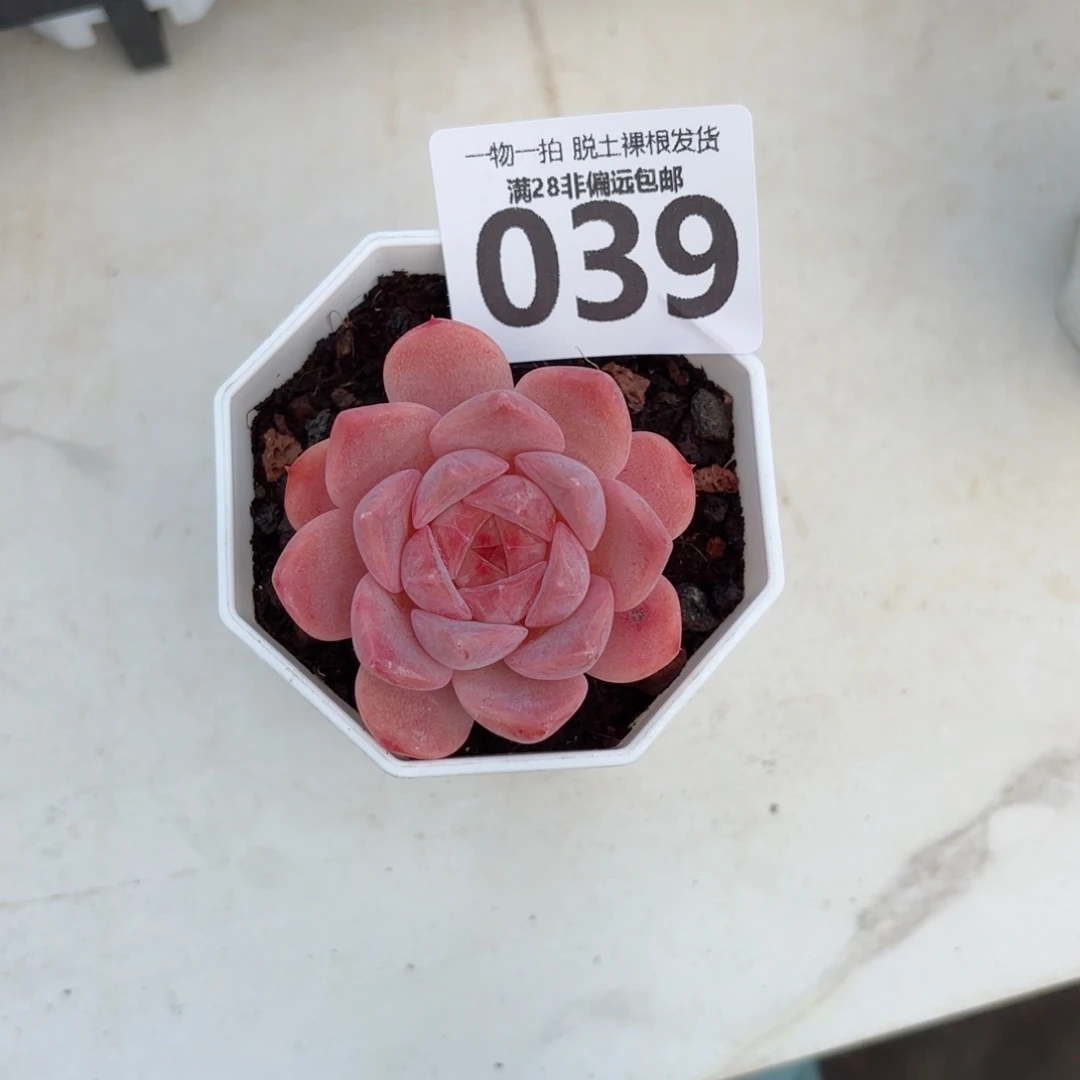 草莓果酱无盆土发货