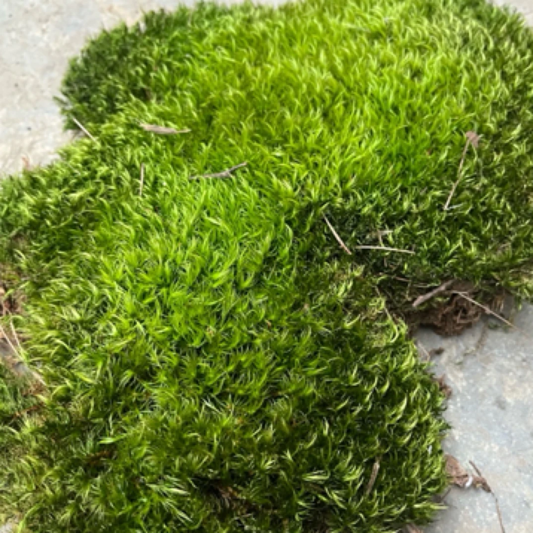 鲜活苔藓白发藓微景观生态瓶植物盆栽桌面盆景雨林水陆缸造景青苔